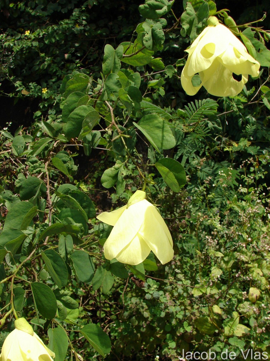 Bauhinia racemosa Lam.